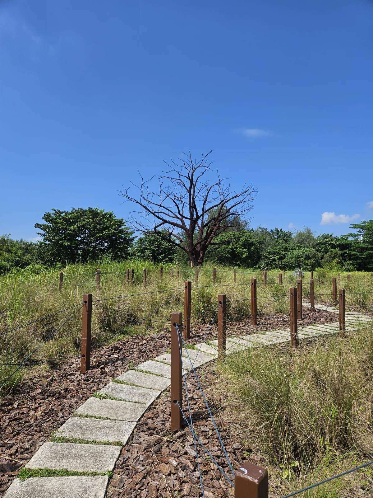 Stone-slab walking trail through grasslands at Jurong Lake Gardens