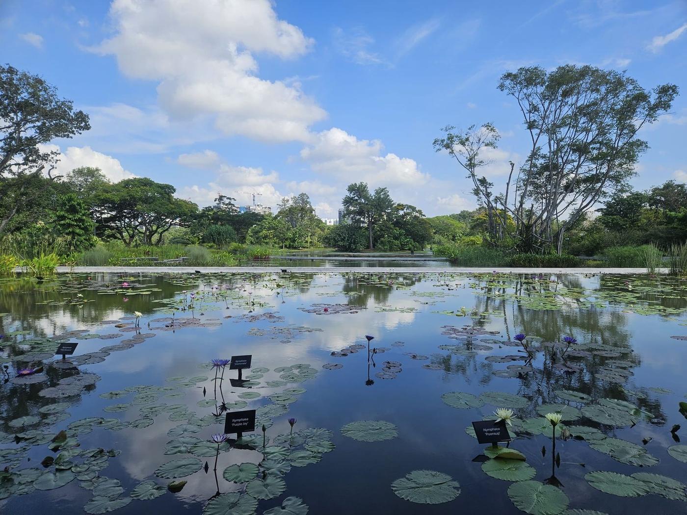 Labelled water-lily ponds in bloom at Singapore's gardens on a clear morning